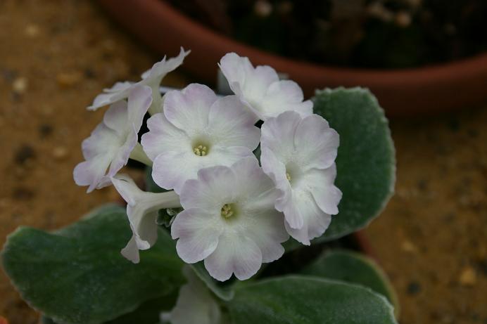 Primula auricula 'Bellamy Pride' 