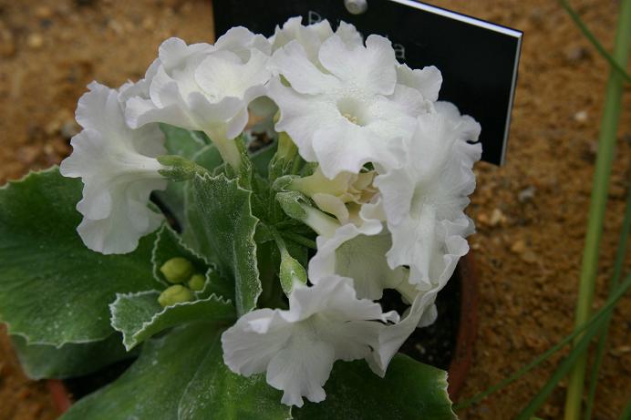 Primula auricula 'Bellamy Pride' 