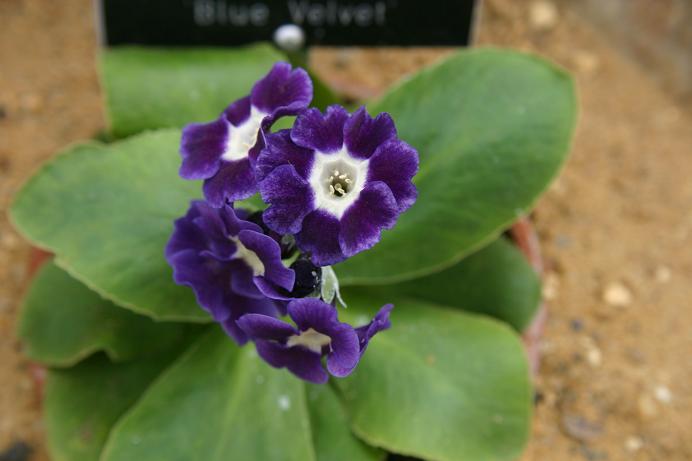 Primula auricula 'Blue Velvet' 