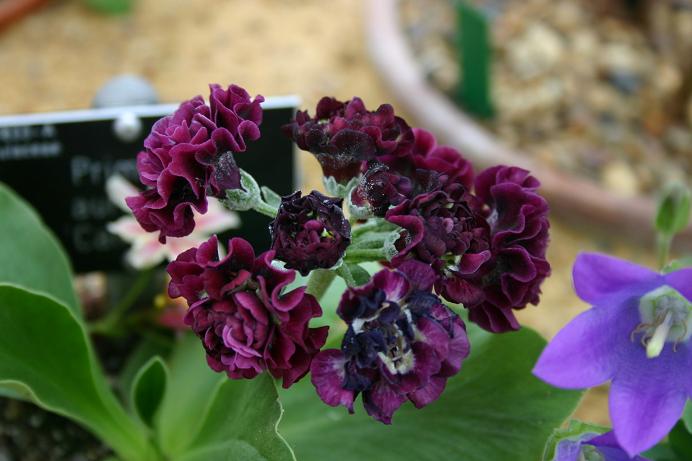 Primula auricula 'Camelot' 