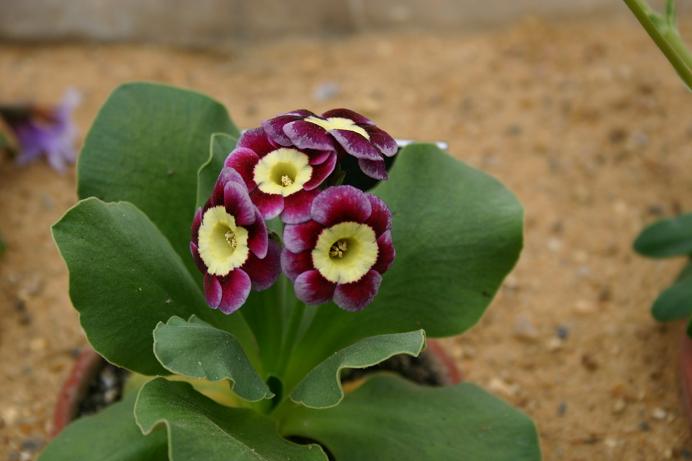 Primula auricula 'Cherry Picker' 