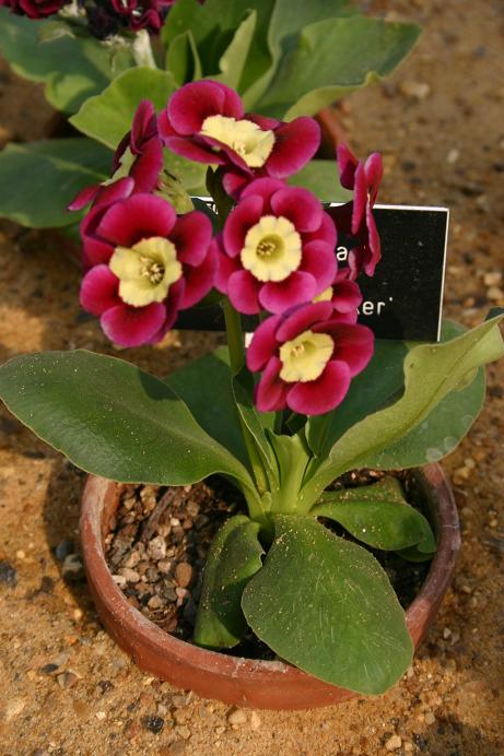 Primula auricula 'Cherry Picker' 