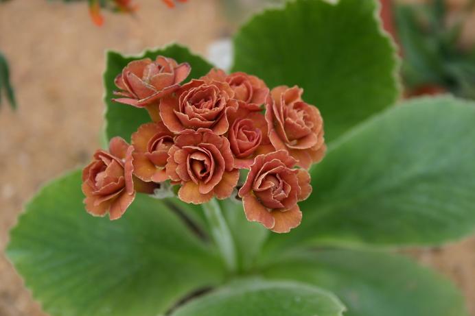 Primula auricula 'Cinnamon' 