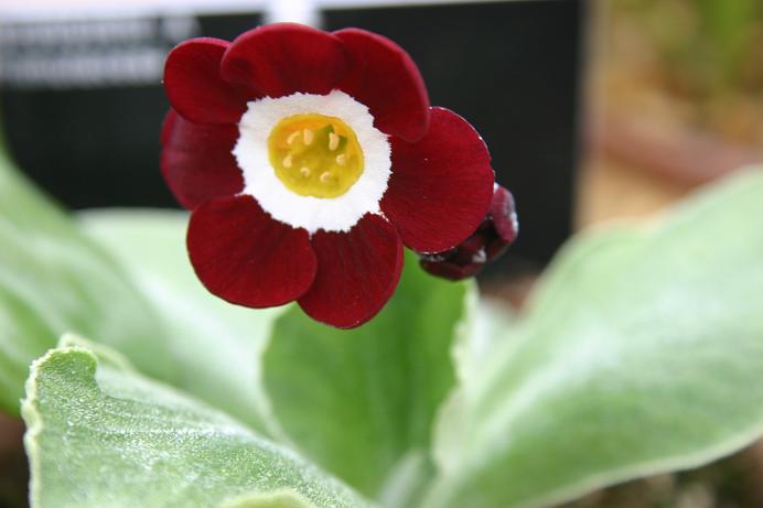 Primula auricula 'Cortina' 