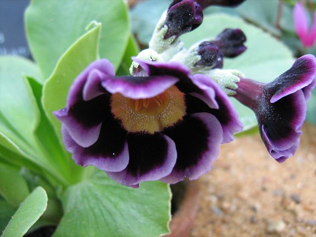 Primula auricula 'C.W.Needham' 