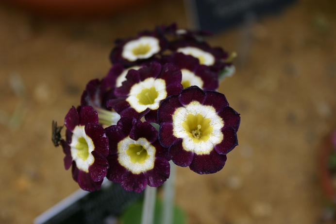 Primula auricula 'Douglas Seedling' 