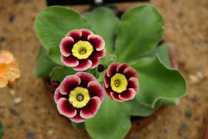 Primula auricula 'Dusky Maiden' 