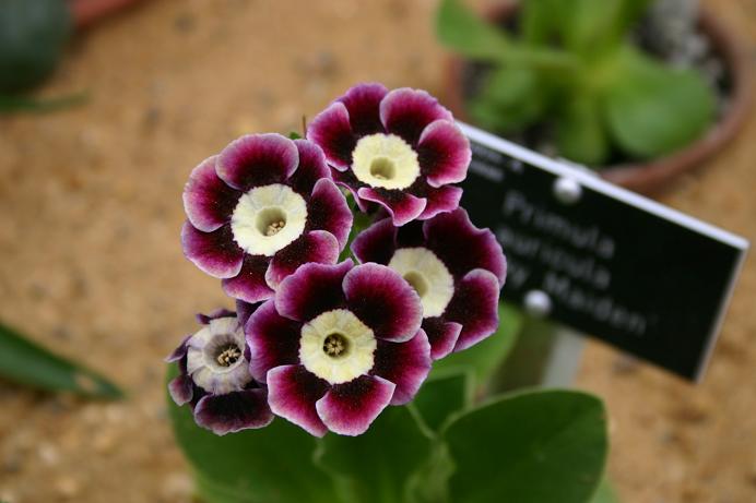 Primula auricula 'Dusky Maiden' 