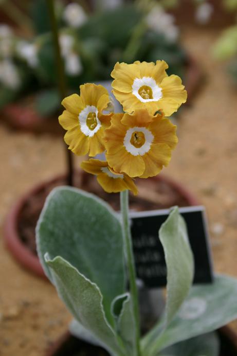 Primula auricula 'Dusky Yellow' 