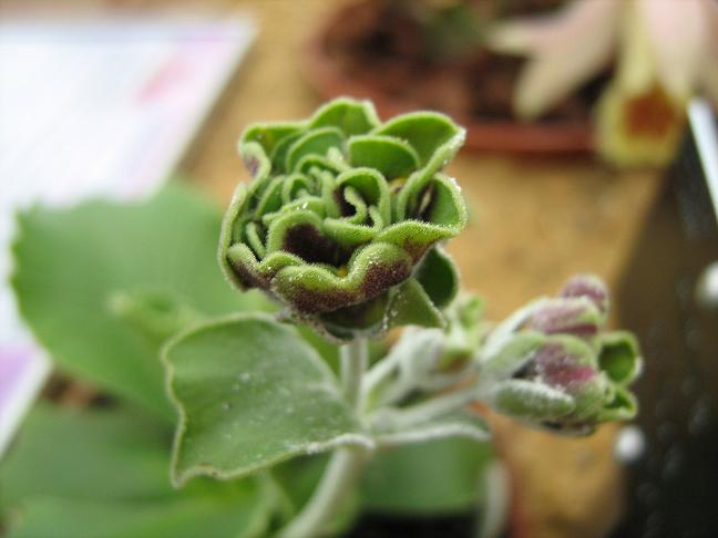 Primula auricula 'Fiddlers Green' 