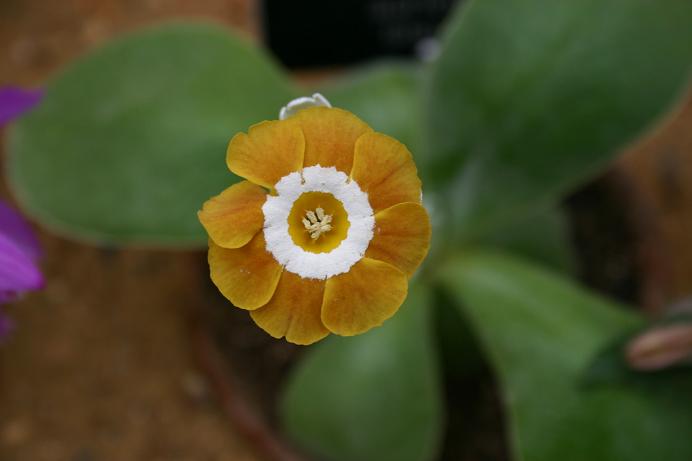 Primula auricula 'Gleam' 