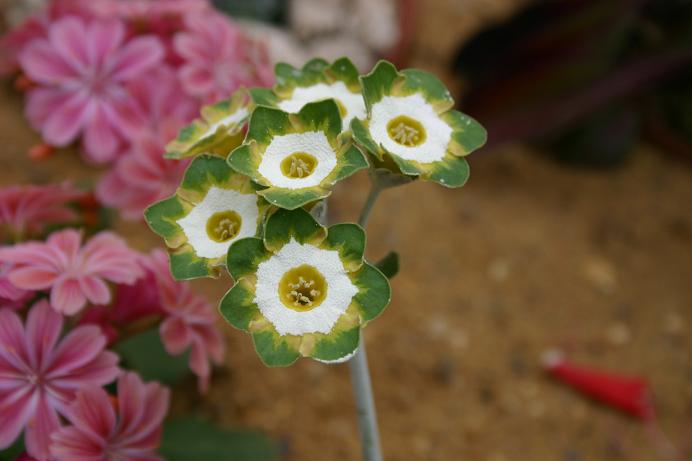 Primula auricula 'Gordon Douglas' 