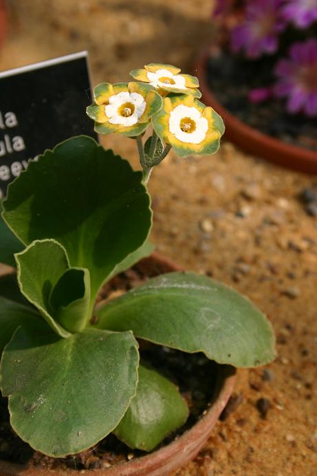 Primula auricula 'Greensleeves' 