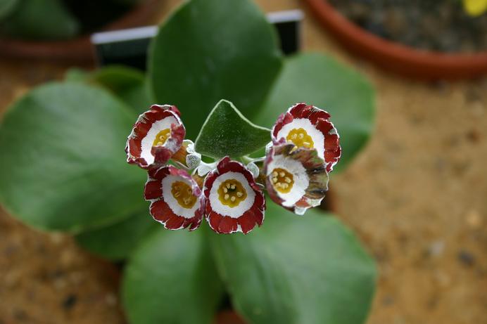 Primula auricula 'Greta' 