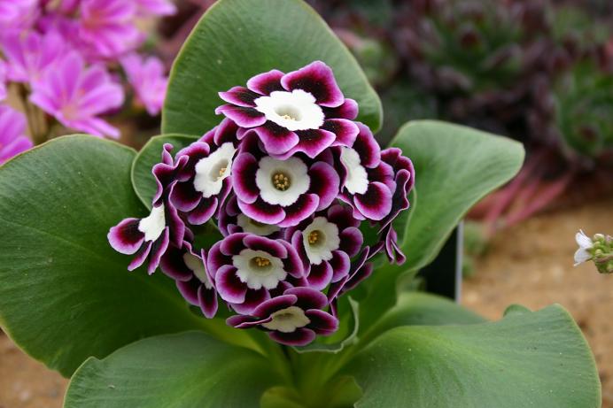 Primula auricula 'Harry Hotspur' 