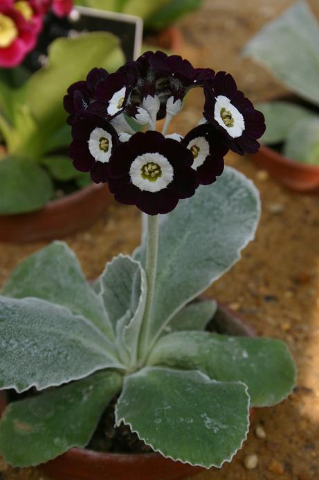 Primula auricula 'Joel' 