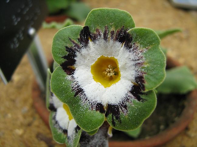 Primula auricula 'Karen Correy' 