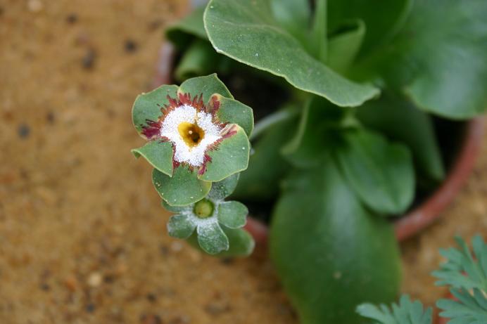 Primula auricula 'Laverock' 