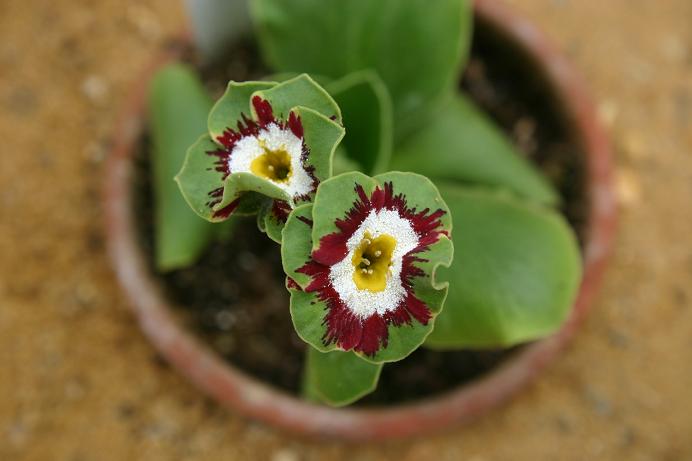 Primula auricula 'Laverock' 