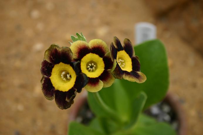 Primula auricula 'Lee Paul' 