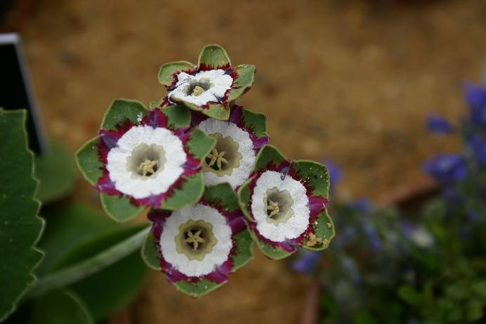 Primula auricula 'Minley' 