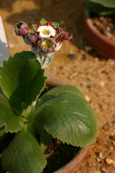 Primula auricula 'Minley' 