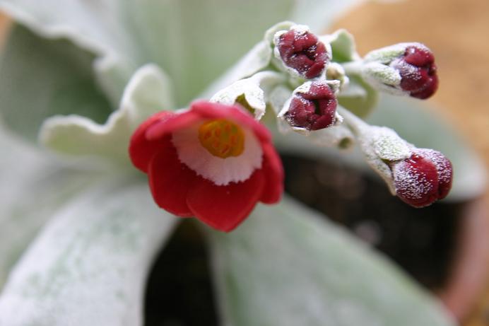 Primula auricula 'Mohave' 