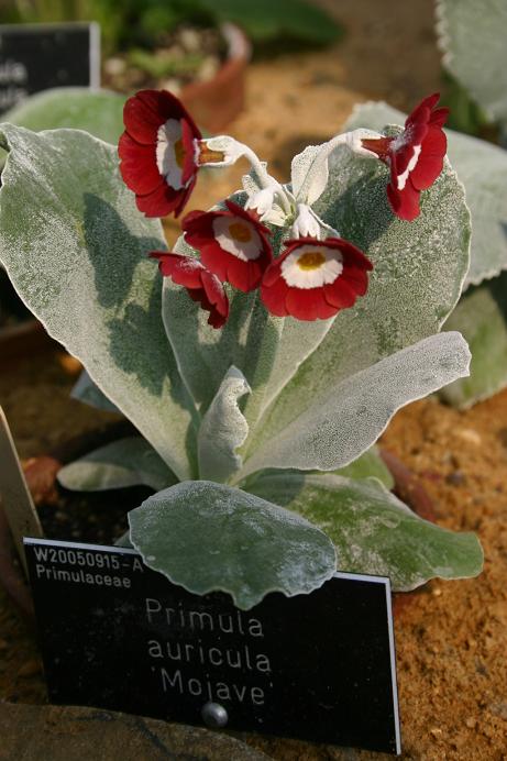 Primula auricula 'Mohave' 