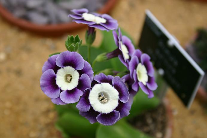 Primula auricula 'Mrs L.Hearn' 