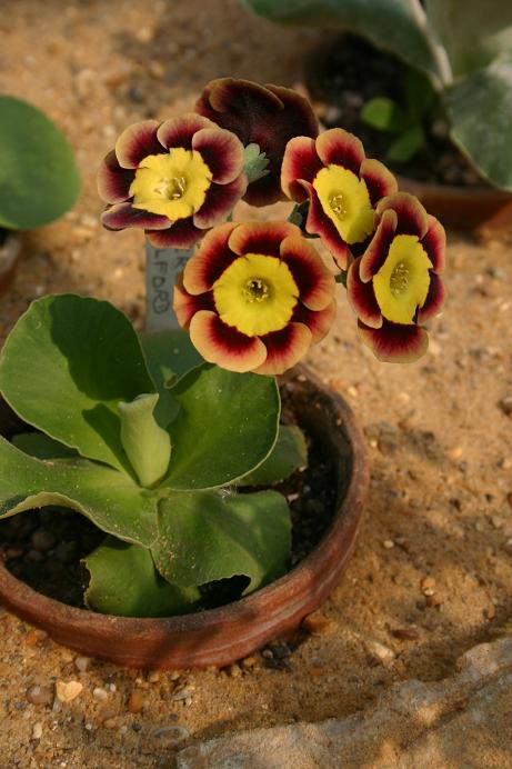 Primula auricula 'Piers Telford' 