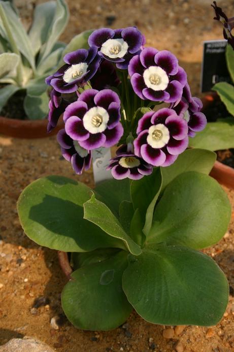 Primula auricula 'Pixie' 