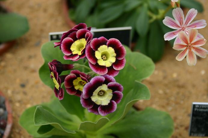 Primula auricula 'Prince John' 