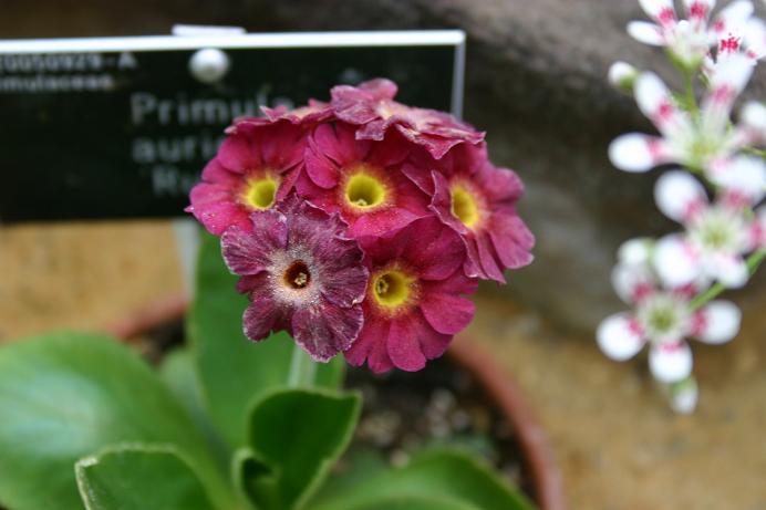 Primula auricula 'Rupert' 