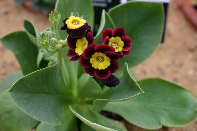 Primula auricula 'Sandwood Bay' 