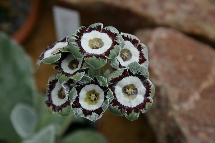 Primula auricula 'Silverway' 