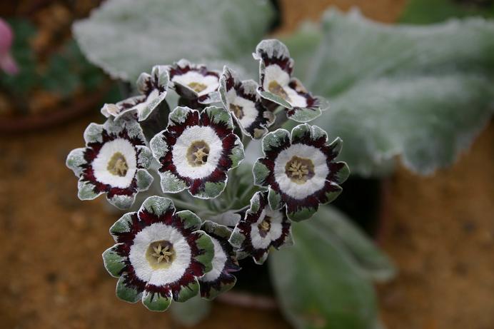 Primula auricula 'Silverway' 