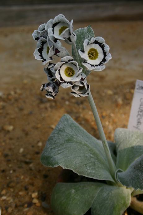 Primula auricula 'Silverway' 