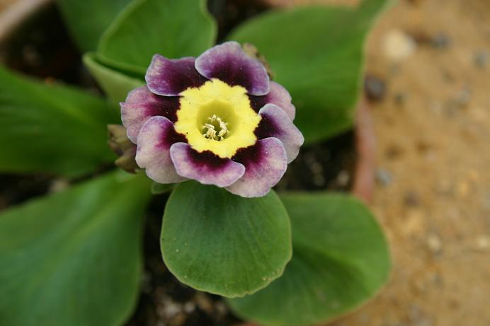 Primula auricula 'Sirius' 