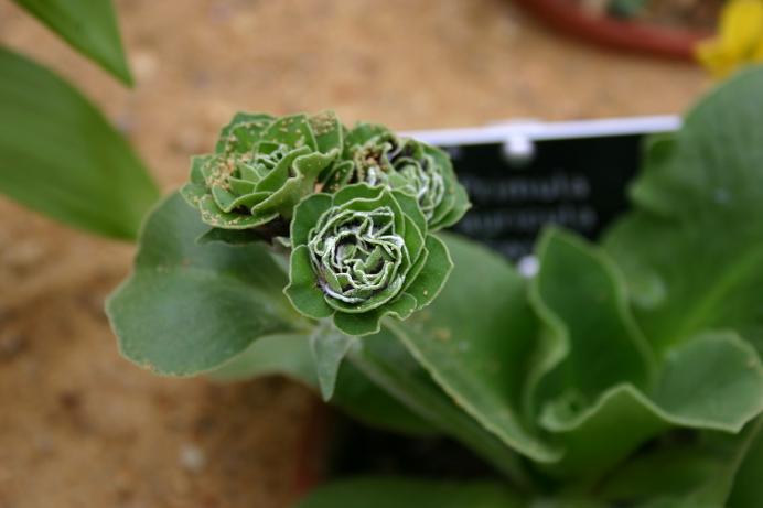 Primula auricula 'Sword' 