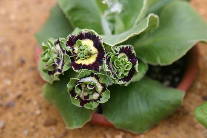 Primula auricula 'Sword' 