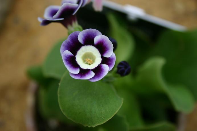 Primula auricula 'Victoria de Wemyss' 