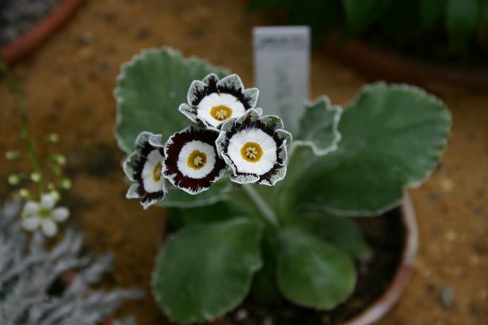 Primula auricula 'White Ensign' 