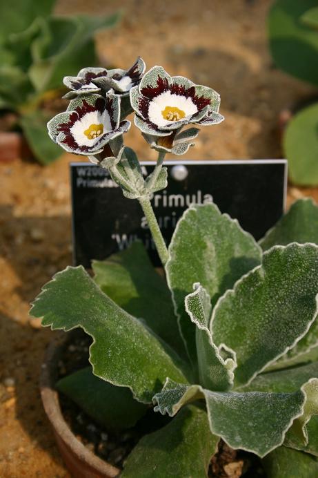 Primula auricula 'White Ensign' 