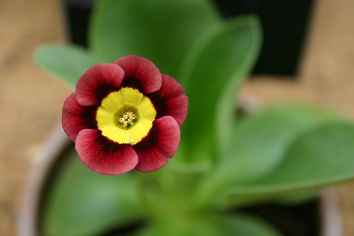 Primula auricula 'Winifred' 