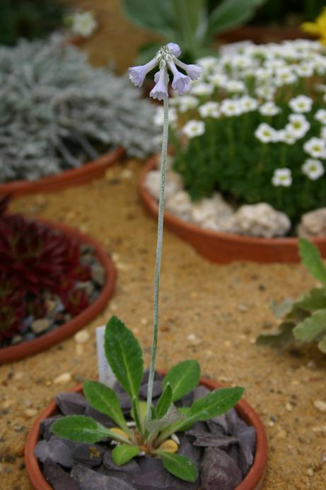 Primula bellidifolia 