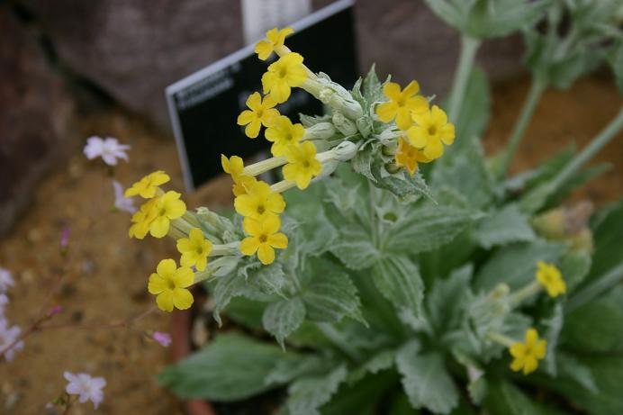 Primula boveana 