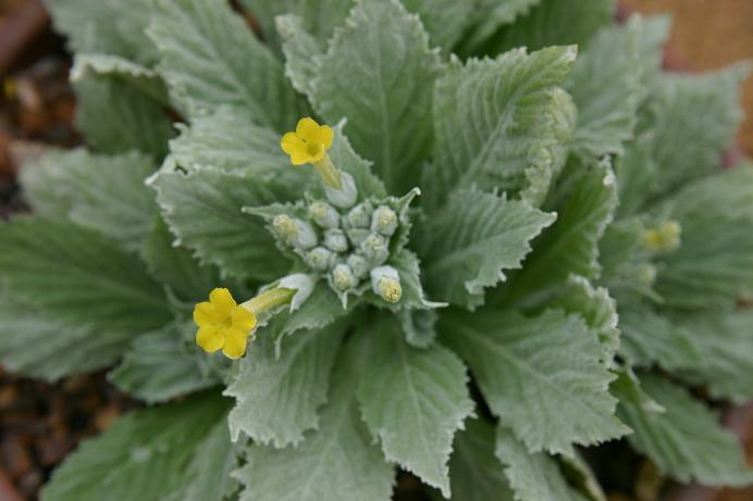 Primula boveana 