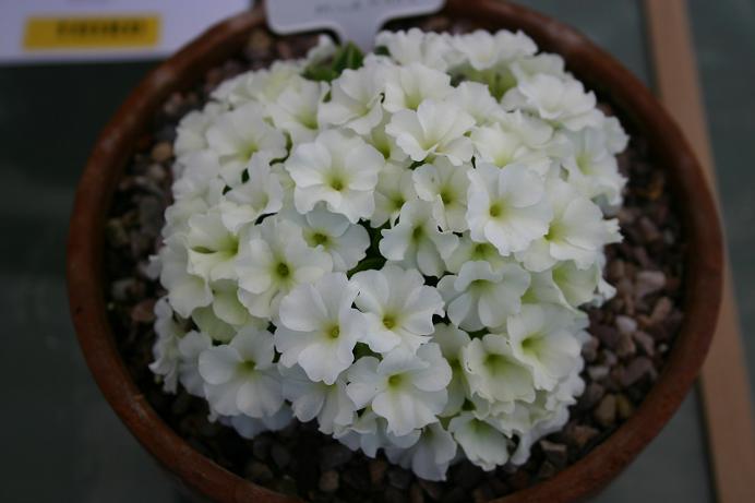 Primula 'Broadwell Milkmaid' 