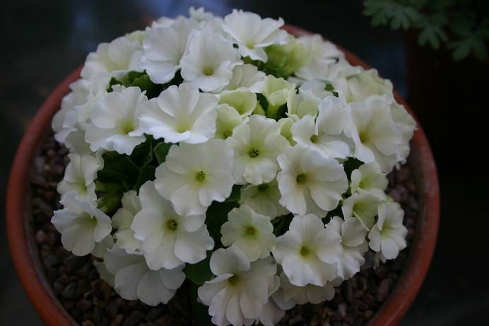 Primula 'Broadwell Milkmaid' 