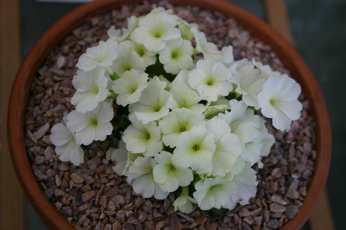 Primula 'Broadwell Milkmaid' 